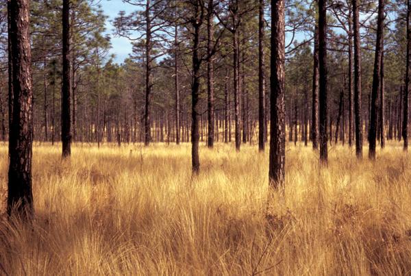 Thumbnail image for Using Fire to Improve Wildlife Habitat